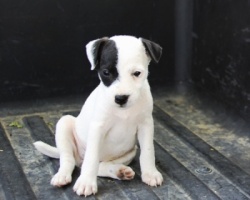 Jack Russell Puppy Pictures 954 Tasha female 3