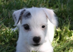 Jack Russell Puppy Pictures 956 Tanya female