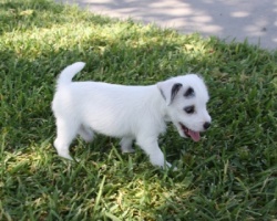 Jack Russell Puppy Pictures 958 Tanya female.JPG