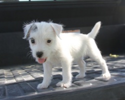 Jack Russell Puppy Pictures 959 Tanya girl 2