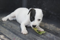 Jack Russell Puppy Pictures 960 Tasha female 3