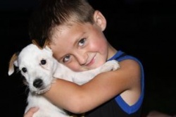 Jack Russell Puppy Pictures 808