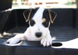 Jack Russell Puppy Pictures 964 Tasha male