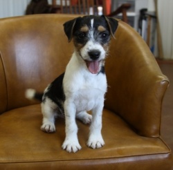 Jack Russell Puppy Pictures 965 Maggy  male