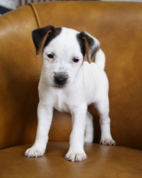 Jack Russell Puppy Pictures 966 Dottie male 4-2-2013