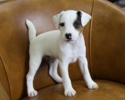 Jack Russell Puppy Pictures 967 Dottie male 3