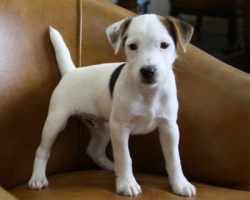 Jack Russell Puppy Pictures 968 Dottie male 2