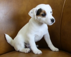 Jack Russell Puppy Pictures 970 Dottie female