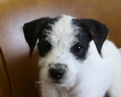 Jack Russell Puppy Pictures 975 Breanna male 3-2.JPG