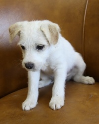 Jack Russell Puppy Pictures 976 Breanna male 2  DOB 3-11-2013.JPG