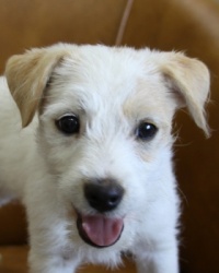 Jack Russell Puppy Pictures 978 Breanna male 1.JPG