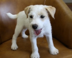 Jack Russell Puppy Pictures 979 Breanna male 1-1.JPG