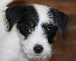 Jack Russell Puppy Pictures 980 Breanna female.JPG
