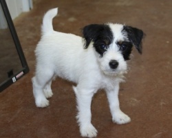 Jack Russell Puppy Pictures 981 Breanna female DOB 3-11-2013.JPG