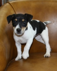 Jack Russell Puppy Pictures 982 Bailey male2-2.JPG