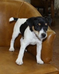 Jack Russell Puppy Pictures 983 Bailey male  DOB 3-5-2013.JPG