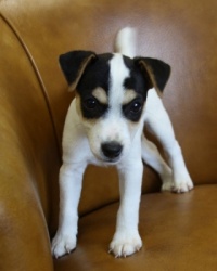 Jack Russell Puppy Pictures 984 Bailey male 1  DOB 3-5-2013.JPG