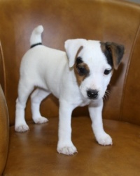 Jack Russell Puppy Pictures 985 Paris female 2.JPG