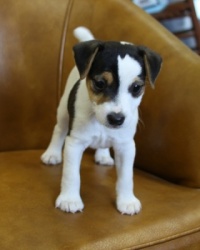 Jack Russell Puppy Pictures 986 Paris female 1.JPG