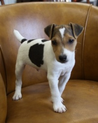 Jack Russell Puppy Pictures 987 Tashia male.JPG