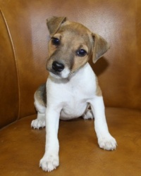 Jack Russell Puppy Pictures 988 Tashia female 2  DOB 3-12-13.JPG
