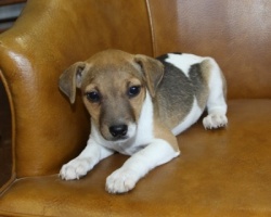 Jack Russell Puppy Pictures 989 Tashia female 2 -2.JPG