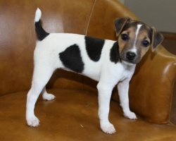 Jack Russell Puppy Pictures 990 Tashia female 1  DOB 5-7-2013.JPG