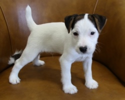 Jack Russell Puppy Pictures 991 Sunny male 2  DOB 3-20-2013.JPG