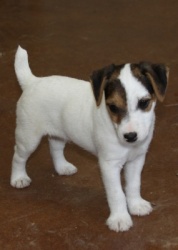 Jack Russell Puppy Pictures 992 Sunny male 1.JPG