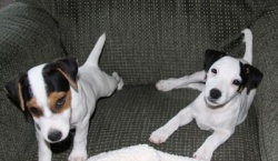 Jack Russell Puppy Pictures 806