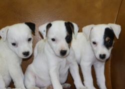Jack Russell Puppy Pictures 993 Ellie Mae litter