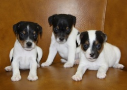 Jack Russell Puppy Pictures 994 Dukes Legacy Tammmy males