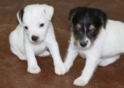 Jack Russell Puppy Pictures 995 Tammy females