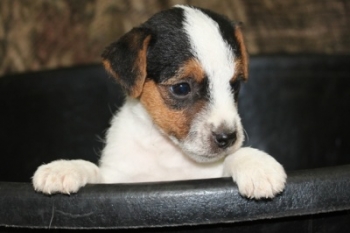 Jack Russell Puppy Pictures 996 Tasha male 4,  Rough coat