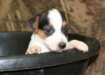 Jack Russell Puppy Pictures 997 Bonnie female 2,  Broken coat