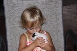Jack Russell Puppy Pictures 811
