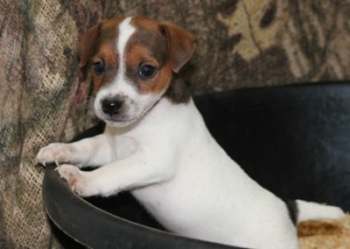 Jack Russell Puppy Pictures 998 Tasha male 3,  Smooth coat