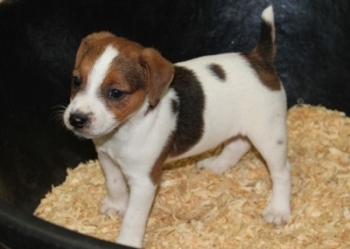 Jack Russell Puppy Pictures 999 Tasha male 1,  picture 2,   Broken coat