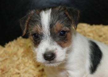 Jack Russell Puppy Pictures 1000 Tanya male 1,  Rough coat