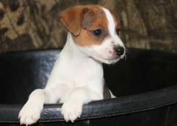 Jack Russell Puppy Pictures 1001 Tasha male 1,  Broken coat