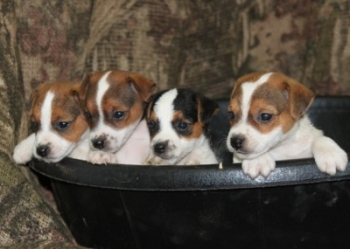 Jack Russell Puppy Pictures 1002 Tasha males  DOB 9/24/2013