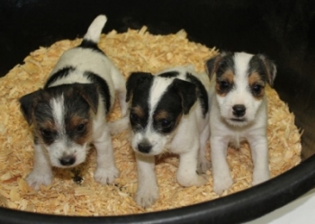 Jack Russell Puppy Pictures 1004 Tanya pups