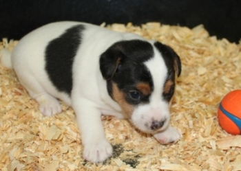 Jack Russell Puppy Pictures 1005 SOLD Dottie male,  Broken coat