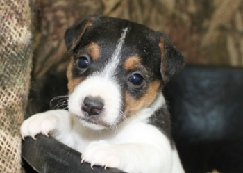 Jack Russell Puppy Pictures 1006 Penny female,  picture 1