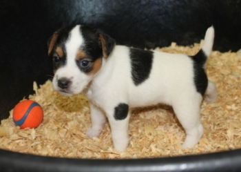 Jack Russell Puppy Pictures 1010 SOLD  Maggy male,   Broken coat