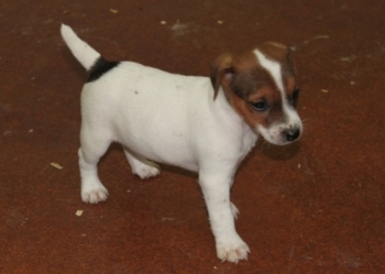 Jack Russell Puppy Pictures 1011 Tasha male 3,  Smooth coat