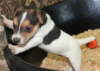 Jack Russell Puppy Pictures 1012 SOLD Bonnie male 2,   Broken coat