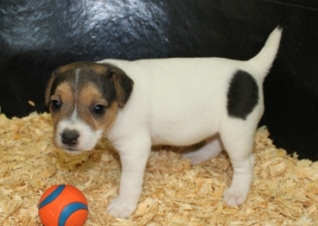 Jack Russell Puppy Pictures 1013 Penny female 2,  Smooth coat