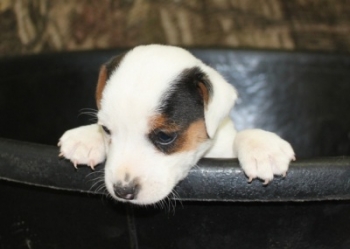 Jack Russell Puppy Pictures 1017 Jasmine male 2,  smooth coat