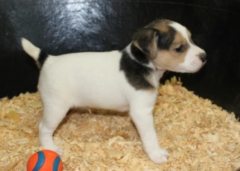 Jack Russell Puppy Pictures 1018 Penny male 1,  Broken coat